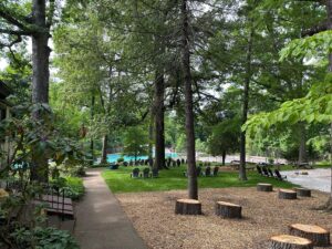 Photo of soaring trees lining the path down to the swimming area of Fry's Spring Beach Club. Stumps in foreground.